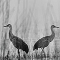 Sandhill cranes in a Mist Photograph by Puttaswamy Ravishankar