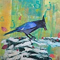 Steller's Jay #2 by Ruth Kamenev