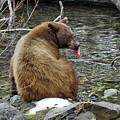 Taylor Cr bear #2 by John T Humphrey