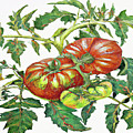 2 Tomatoes 2 B Digital Art by Cathy Anderson 2 Tomatoes 2 B Digital Art by Cathy Anderson