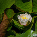 Water Lily #2 by Joe Fisher