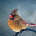 Winter Cardinal Photograph by Cathy Kovarik Winter Cardinal Photograph by Cathy Kovarik