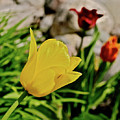 2020 Acewood Tulips By the Water 1 Photograph by Janis Senungetuk 2020 Acewood Tulips By the Water 1 Photograph by Janis Senungetuk