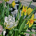 2020 Acewood Tulips, Hyacinth and Daffodils Photograph by Janis Senungetuk 2020 Acewood Tulips, Hyacinth and Daffodils Photograph by Janis Senungetuk