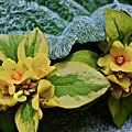 2020 Mid June Garden Container 2 Photograph by Janis Senungetuk 2020 Mid June Garden Container 2 Photograph by Janis Senungetuk
