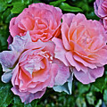2020 Mid June Garden Coral Roses 1 Photograph by Janis Senungetuk 2020 Mid June Garden Coral Roses 1 Photograph by Janis Senungetuk