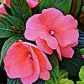 2020 Mid June Garden Impatiens Photograph by Janis Senungetuk 2020 Mid June Garden Impatiens Photograph by Janis Senungetuk