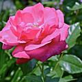 2020 Mid June Garden Rose Photograph by Janis Senungetuk 2020 Mid June Garden Rose Photograph by Janis Senungetuk
