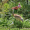 2021 August Sandhill Crane Photograph by Janis Senungetuk 2021 August Sandhill Crane Photograph by Janis Senungetuk