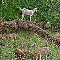 2021 Backyard Goats 4 Photograph by Janis Senungetuk 2021 Backyard Goats 4 Photograph by Janis Senungetuk