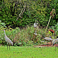 2021 Fall Sandhill Cranes 2 Photograph by Janis Senungetuk 2021 Fall Sandhill Cranes 2 Photograph by Janis Senungetuk