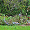 2021 Fall Sandhill Cranes 3 Photograph by Janis Senungetuk 2021 Fall Sandhill Cranes 3 Photograph by Janis Senungetuk