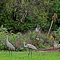 2021 Fall Sandhill Cranes 4 Photograph by Janis Senungetuk 2021 Fall Sandhill Cranes 4 Photograph by Janis Senungetuk