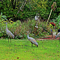 2021 Fall Sandhill Cranes 5 Photograph by Janis Senungetuk 2021 Fall Sandhill Cranes 5 Photograph by Janis Senungetuk