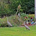 2021 Fall Sandhill Cranes 6 Photograph by Janis Senungetuk 2021 Fall Sandhill Cranes 6 Photograph by Janis Senungetuk