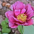 2021 Late April Tulip 1 Photograph by Janis Senungetuk 2021 Late April Tulip 1 Photograph by Janis Senungetuk