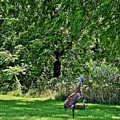 2021 Sandhill Crane Family 2 Photograph by Janis Senungetuk 2021 Sandhill Crane Family 2 Photograph by Janis Senungetuk