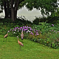 2021 Sandhill Crane Family 3 Photograph by Janis Senungetuk 2021 Sandhill Crane Family 3 Photograph by Janis Senungetuk
