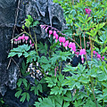 2021Late April Bleeding Hearts 1 Photograph by Janis Senungetuk 2021Late April Bleeding Hearts 1 Photograph by Janis Senungetuk
