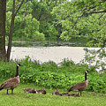 2022 Geese and Goslings Visiting the Basin Photograph by Janis Senungetuk 2022 Geese and Goslings Visiting the Basin Photograph by Janis Senungetuk