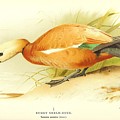 Beautiful antique waterfowl Mixed Media by Beautiful Nature Prints Beautiful antique waterfowl Mixed Media by Beautiful Nature Prints