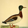 Beautiful antique waterfowl Mixed Media by Beautiful Nature Prints Beautiful antique waterfowl Mixed Media by Beautiful Nature Prints