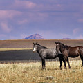 Wild Horses #25 Photograph by Laura Terriere