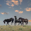Wild Horses #29 Photograph by Laura Terriere Wild Horses #29 Photograph by Laura Terriere