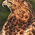 Bird1 Photograph by John Linnemeyer Bird1 Photograph by John Linnemeyer