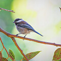 Chestnut-backed Chickadee #4 by Joe Fisher