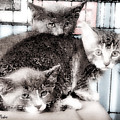 3 Kittens Painting by George Pedro 3 Kittens Painting by George Pedro