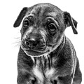 Miniatur Pinscher Puppy #3 by Gunnar Orn Arnason