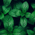 Mint green leaves pattern background #3 by Jelena Jovanovic