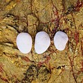 3 Quartz Cobbles by Steven Ralser