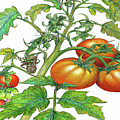 3 Tomatoes 3c Digital Art by Cathy Anderson 3 Tomatoes 3c Digital Art by Cathy Anderson
