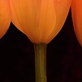 3 Tulips Photograph by Julie Powell 3 Tulips Photograph by Julie Powell
