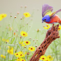 Wings Up #3 by Gerry Sibell