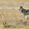 3 Wolves Photograph by Paul Freidlund 3 Wolves Photograph by Paul Freidlund