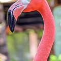 Costa Maya Mexico Photograph by Paul James Bannerman Costa Maya Mexico Photograph by Paul James Bannerman