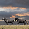 Wyoming Wild Photograph by Laura Terriere Wyoming Wild Photograph by Laura Terriere