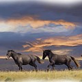 Wild Horses #36 Photograph by Laura Terriere Wild Horses #36 Photograph by Laura Terriere