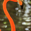 Flamingos Cartagena Colombia Photograph by Paul James Bannerman Flamingos Cartagena Colombia Photograph by Paul James Bannerman