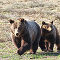 399 and Spirit approach the road by Jean Clark