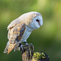 Barn Owl Photograph by Anita Nicholson Barn Owl Photograph by Anita Nicholson