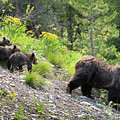 4 Cubs with Mama Grizzly Bear #399 Photograph by Wesley Aston 4 Cubs with Mama Grizzly Bear #399 Photograph by Wesley Aston