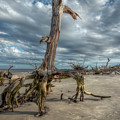 Driftwood Beach Photograph by Carolyn Hutchins Driftwood Beach Photograph by Carolyn Hutchins