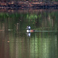 Male Hooded Merganser Art Print #4 by Denise Johnson