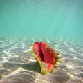 Princess Cays Bahamas Photograph by Paul James Bannerman Princess Cays Bahamas Photograph by Paul James Bannerman