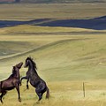 Wild Horses #46 Photograph by Laura Terriere