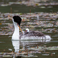 Clark's Grebe 4995 by Craig Corwin